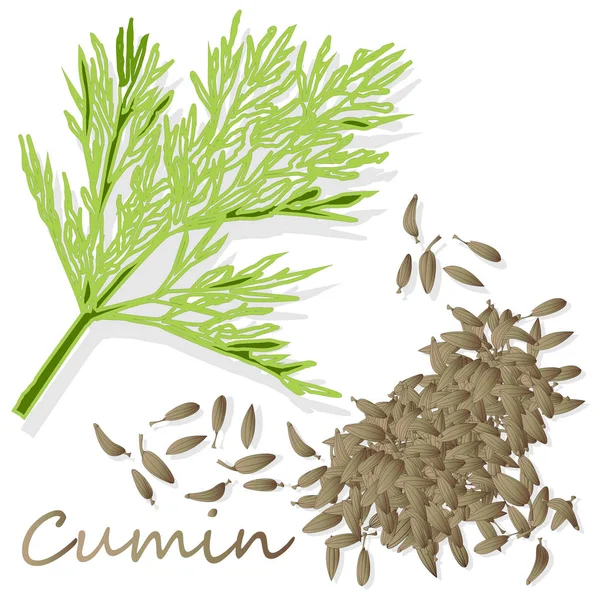 Cumin (Zira) seeds seasoning for meals and soups on a white back — Stock Vector