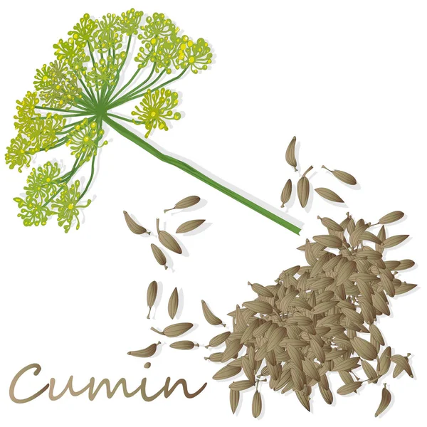 Cumin (Zira) seeds seasoning for meals and soups on a white back — Stock Vector