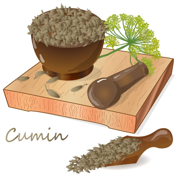 Семена тмина (Зира) приправы для еды и супов на белой спине — стоковый вектор