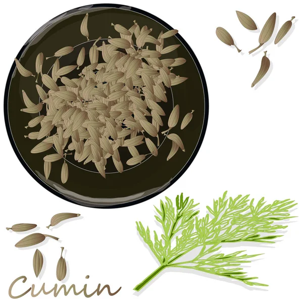 Assaisonnement de graines de cumin (Zira) pour les repas et les soupes sur un dos blanc — Image vectorielle