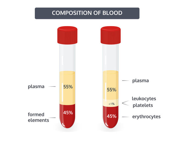 Composition of blood vector image.