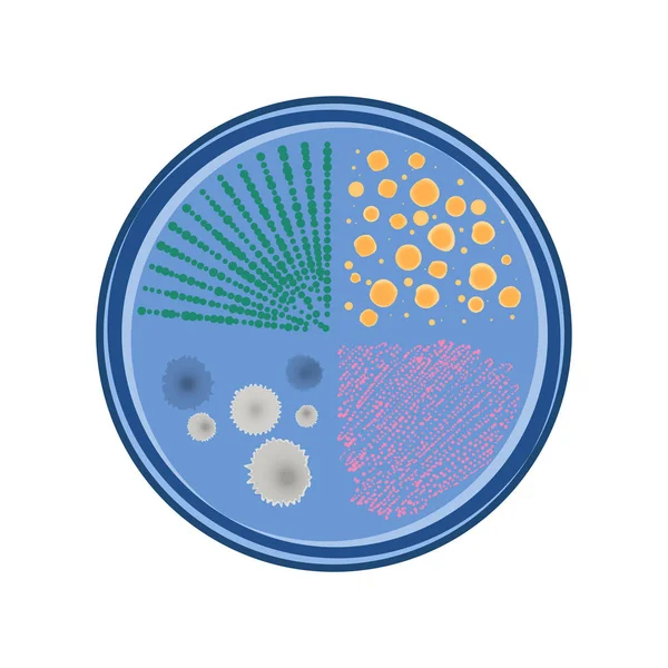 Vetor de crescimento bacteriano —  Vetores de Stock