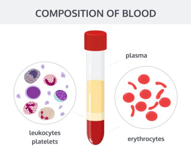 Kan bileşimi. Vektör görüntüsü.