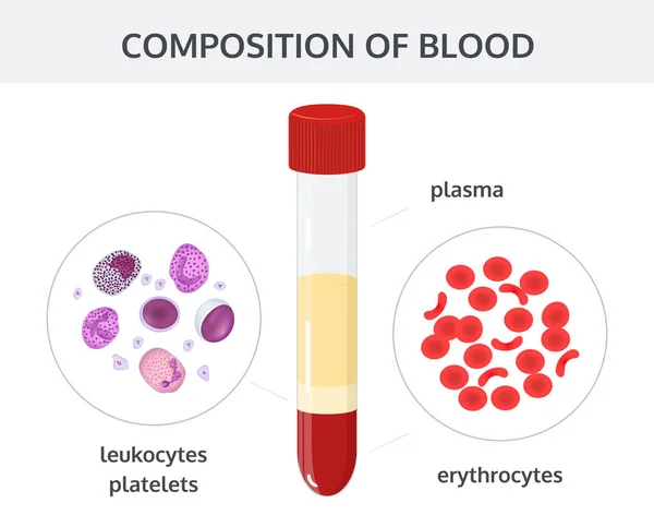 Composición de la sangre. Imagen vectorial . — Vector de stock