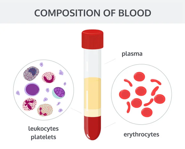 Composición de la sangre. Imagen vectorial . — Vector de stock