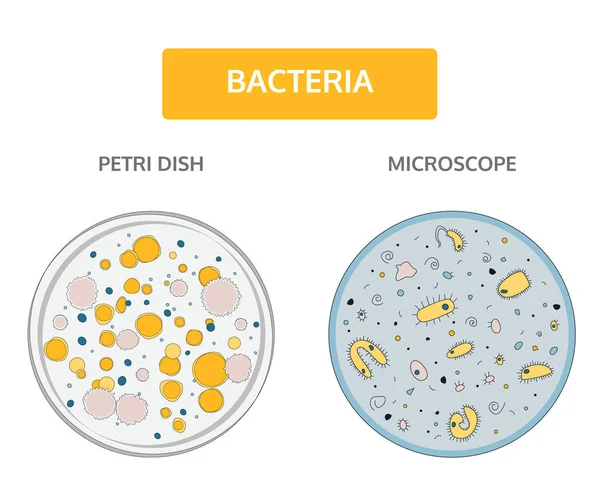 Colonias olorosas de bacterias en una placa de vidrio Petri y coloridas bacterias amarillas con un núcleo azul sobre un fondo azul bajo un microscopio . — Vector de stock