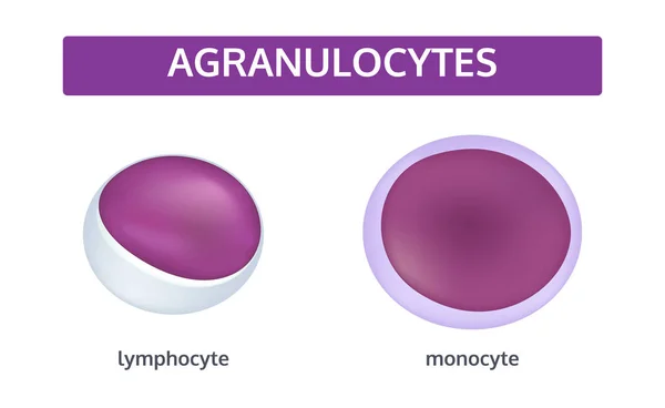 Agranulocytes fehérvérsejtek-orvosi koncepció. beállítása. — Stock Vector