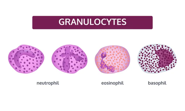 Granulociták fehérvérsejtek-orvosi koncepció, meg. — Stock Vector