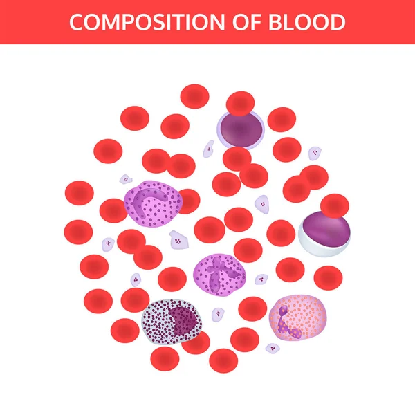Composición de sangre en el microscopio. Glóbulos sanguíneos . — Vector de stock