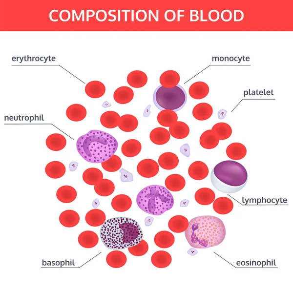 Infografías médicas de la composición de la sangre . — Vector de stock