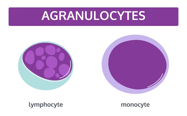 Agranulocitos glóbulos blancos. Conjunto de concepto médico . — Vector de stock