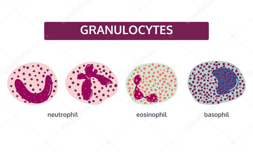 Granulocytes white blood cells. Medical concept set.