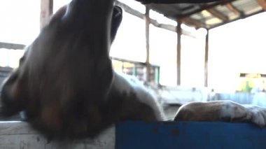 Man Strokes Onun Dog on the Head video görüntüleri medya projeleri için.