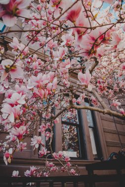 Beacon Hill Bahar Blooming