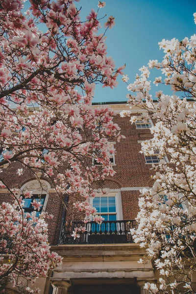 Våren Boston Skönhet Blommande Gator — Stockfoto