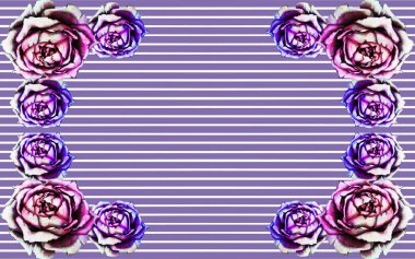 Parlak çizgili arka planda suluboya güller