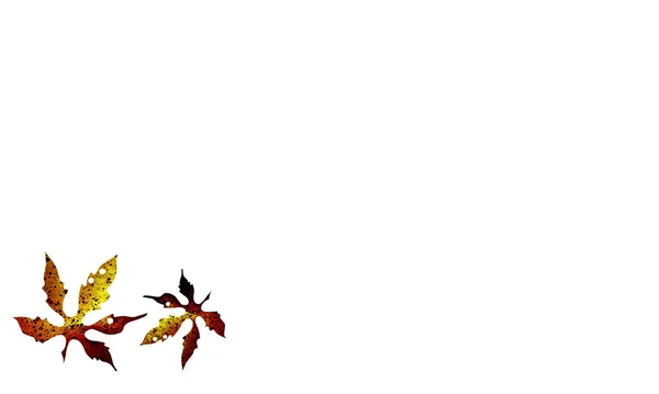 白い背景に隔離された水彩のカエデの葉 — ストック写真