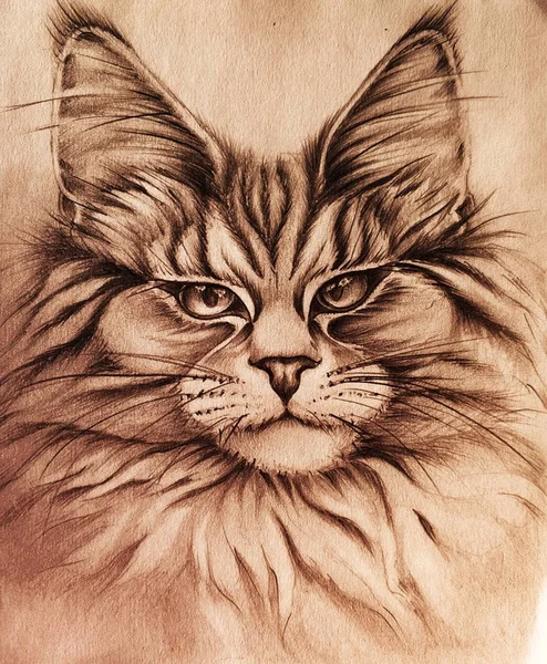 Hand drawn maincoon cat portrait