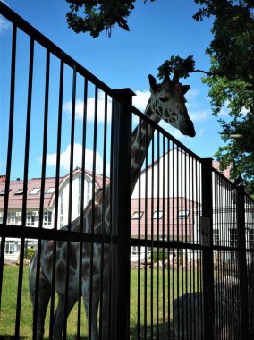 Hayvanat bahçesindeki çitten bakan zürafanın başı ve boynu.