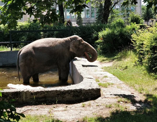 Hayvanat bahçesindeki yüzme havuzunda, ağzında bir sandıkla duran gri bir Endonezya fili. 