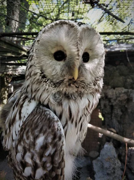 The head of a large bird of prey, a white owl (long-tailed tawny owl) is photographed close-up in front at the zoo.