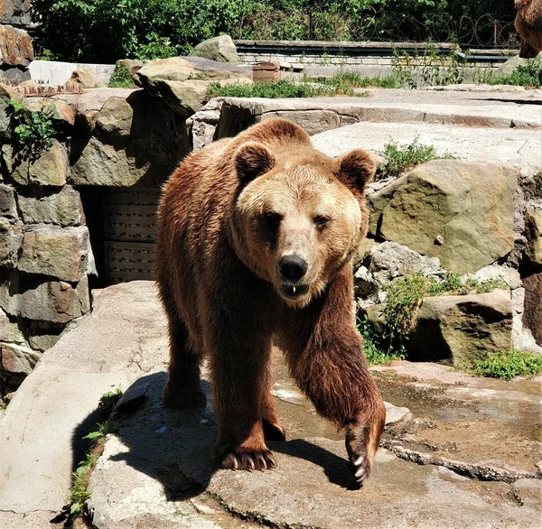 一只大棕熊的形象 在石头之间挂着头发 — 图库照片