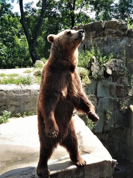 stock image A large brown bear stood up on its hind legs at the zoo.
