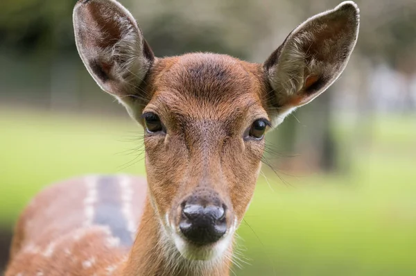 Doe deer head, close up