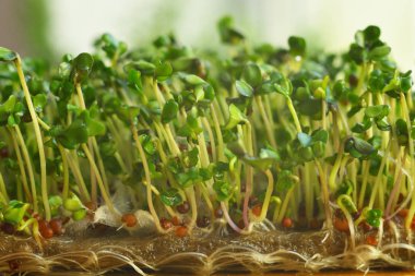 Mikro yeşillikler filizlenir. Makro. Sağlıklı beslenme konsepti