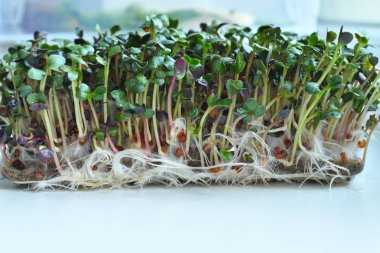 Mikro yeşillikler filizlenir. Makro. Sağlıklı beslenme konsepti