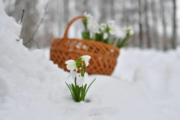 Gotas de neve em uma cesta na floresta de inverno — Fotografia de Stock