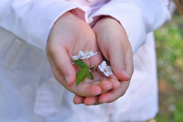 Kersenbloesems in Kinder palmen. Bloeiende kers in de lente — Stockfoto