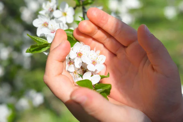 Wiśniowe kwiaty w dłoniach dziecięcych. Kwitnąca wiśnia wiosną — Zdjęcie stockowe