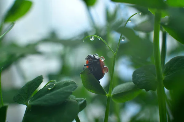 Ladybird in drops of dew