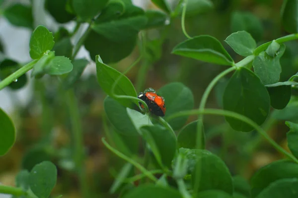 Ladybird in drops of dew