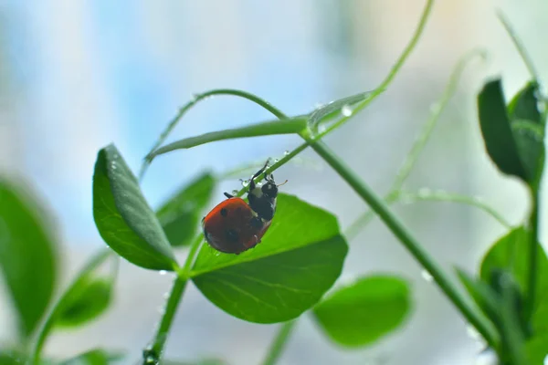 Ladybird in drops of dew