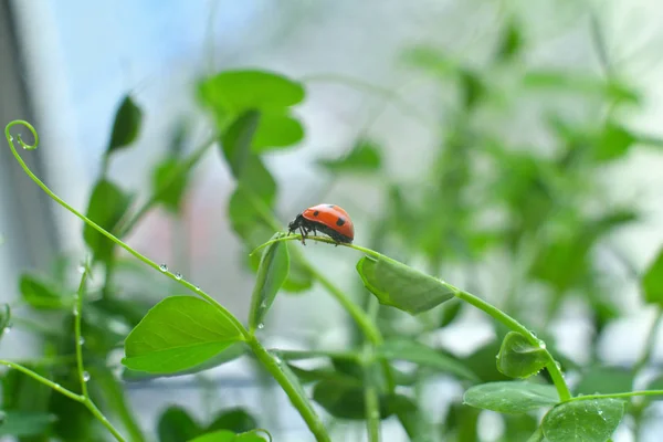 Ladybird in drops of dew — Stock Photo, Image