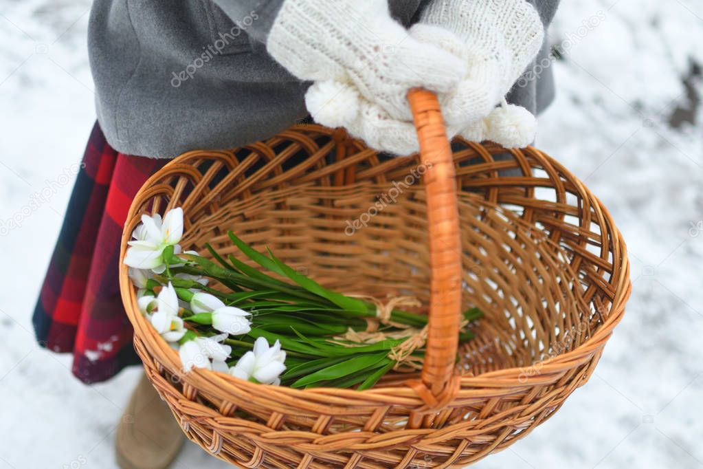wooden basket with snowdrops in children's hands. In the winter forest