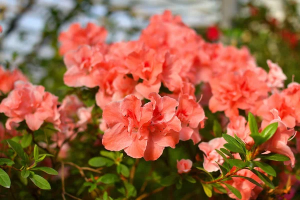 Ανθισμένα υβριδικό Azalia Rhododendron hybridum επιλογής σε ένα θερμοκήπιο. λουλούδι φόντο. Απαλή εστίαση. — Φωτογραφία Αρχείου