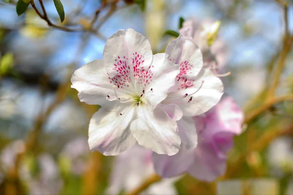 Ανθισμένα υβριδικό Azalia Rhododendron hybridum επιλογής σε ένα θερμοκήπιο. λουλούδι φόντο. Απαλή εστίαση. — Φωτογραφία Αρχείου