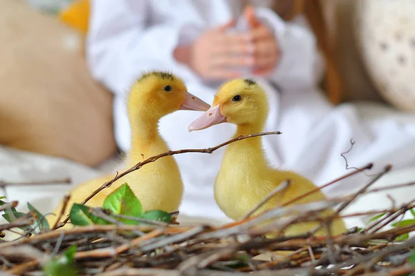 Patos fofos amarelos.Menina bonito brincar com coelho real e patinho. menina criança brincando com animal. Feliz conceito de Páscoa — Fotografia de Stock