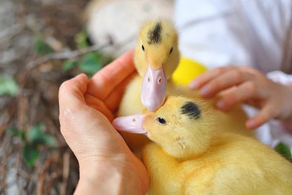 Gele pluizige eenden.Schattig meisje spelen met echt konijn en eendje. peuter meisje spelen met dier .Gelukkig Pasen concept — Stockfoto