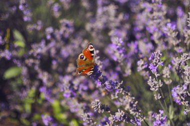 Tarlada lavanta çiçekleri. Kelebek ile tozlaşma . Yumuşak odak, bulanık arka plan. Closeup güzel kelebek çiçekler üzerinde oturan