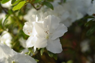 Çiçek açan melez Azalia ormangülü hybridum seçimde bir sera. çiçek arka plan. Yumuşak odak.