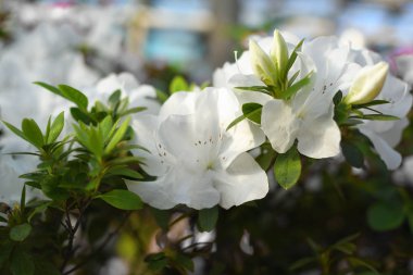 Çiçek açan melez Azalia ormangülü hybridum seçimde bir sera. çiçek arka plan. Yumuşak odak.