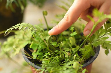 eğrelti otu genç sürgünler. yeşil eğrelti otu bahar bahçesi