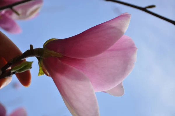 Beautiful pink magnolias on blue sky background. in botanical garden blossom magnolia. Close up. Vertical photo