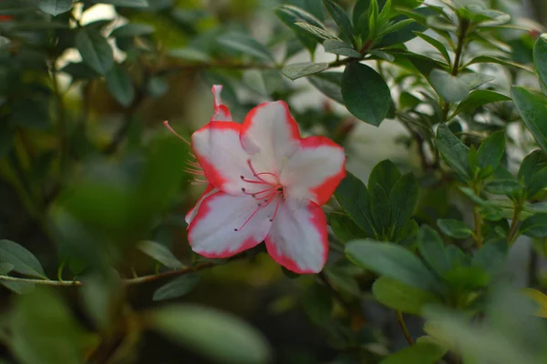 开花杂交 Azalia 杜鹃花蕙兰在温室中选择。花的背景。软焦点. — 图库照片