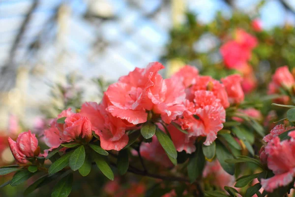 Ανθισμένα υβριδικό Azalia Rhododendron hybridum επιλογής σε ένα θερμοκήπιο. λουλούδι φόντο. Απαλή εστίαση. — Φωτογραφία Αρχείου