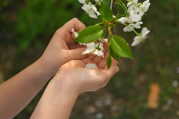 Ręce dzieci zachować wiśniowe kwiaty — Zdjęcie stockowe